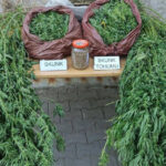 Korkutelide uyuşturucu operasyonu