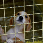 Kemerde 173 hayvan tedavi edildi