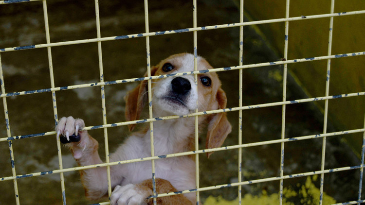 Kemerde 173 hayvan tedavi edildi