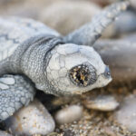 Denize ulaşabilen 232 bin yavru carettadan 500ü hayatta kalabilecek