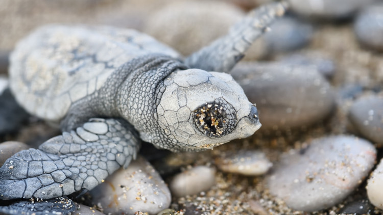 Denize ulaşabilen 232 bin yavru carettadan 500ü hayatta kalabilecek