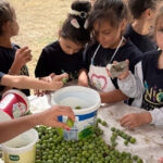 Minik öğrencilerden zeytin hasadı