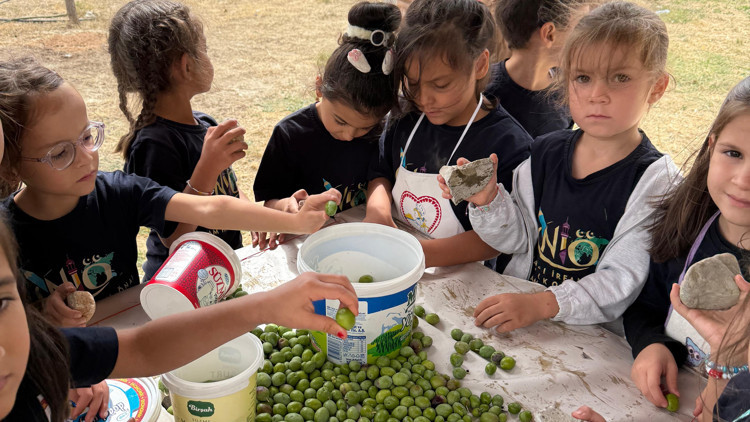 Minik öğrencilerden zeytin hasadı