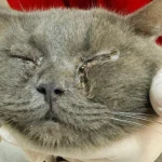 Alanya'da kediye göz kapağı operasyonu