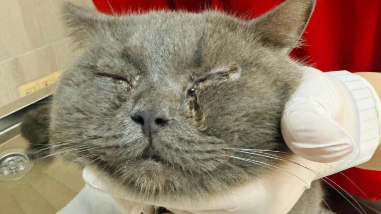 Alanya'da kediye göz kapağı operasyonu