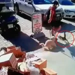 Antalya'da kediyi tekmeleyen şüpheliye gözaltı