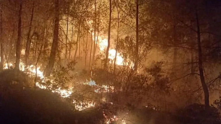 Antalya'da orman yangını büyümeden söndürüldü