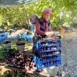 Antalya'da siyah incir hasadında sona gelindi