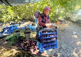 Antalya'da siyah incir hasadında sona gelindi