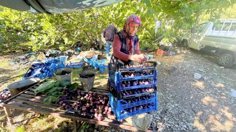 Antalya'da siyah incir hasadında sona gelindi