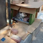 Antalya’da sokak kedilerinin evi defalarca çöpe atıldı