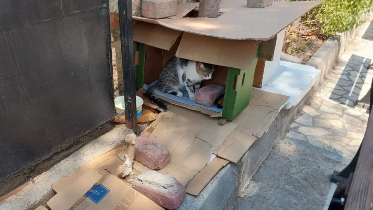 Antalya’da sokak kedilerinin evi defalarca çöpe atıldı