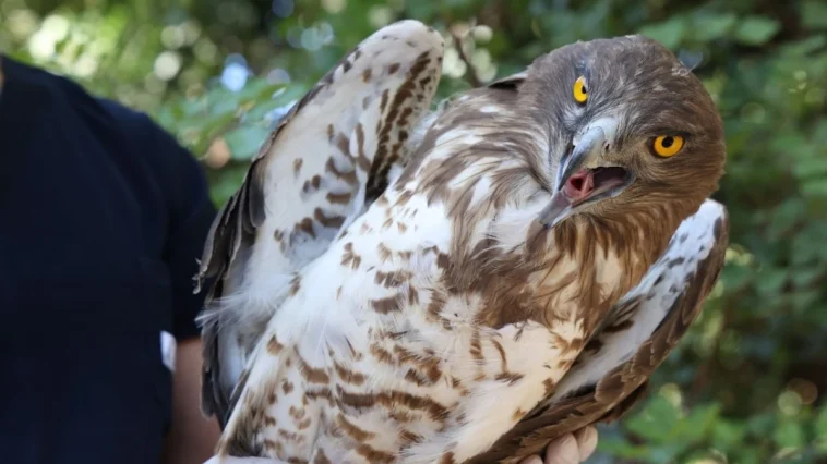 Antalya'da tedavi edilen Yılan Kartalı doğaya geri döndü