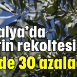 Antalya’da zeytin rekoltesi yüzde 30 azalacak