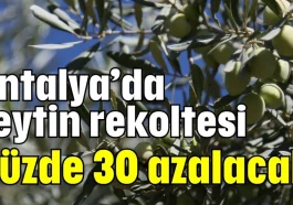 Antalya’da zeytin rekoltesi yüzde 30 azalacak