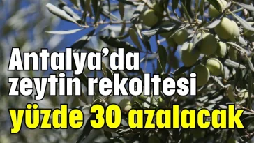 Antalya’da zeytin rekoltesi yüzde 30 azalacak