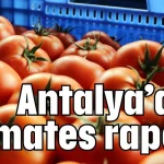 Antalya’dan domates raporu