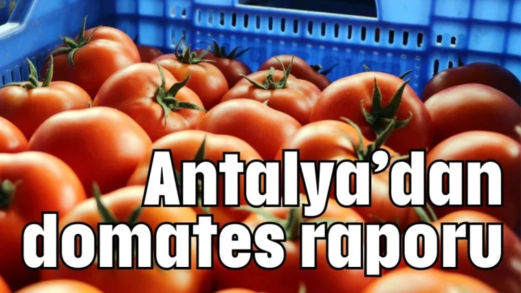 Antalya’dan domates raporu