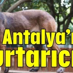 Antalya’nın kurtarıcısı