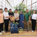 Gazipaşa'da 300 dönümlük alanda mango hasadı başladı