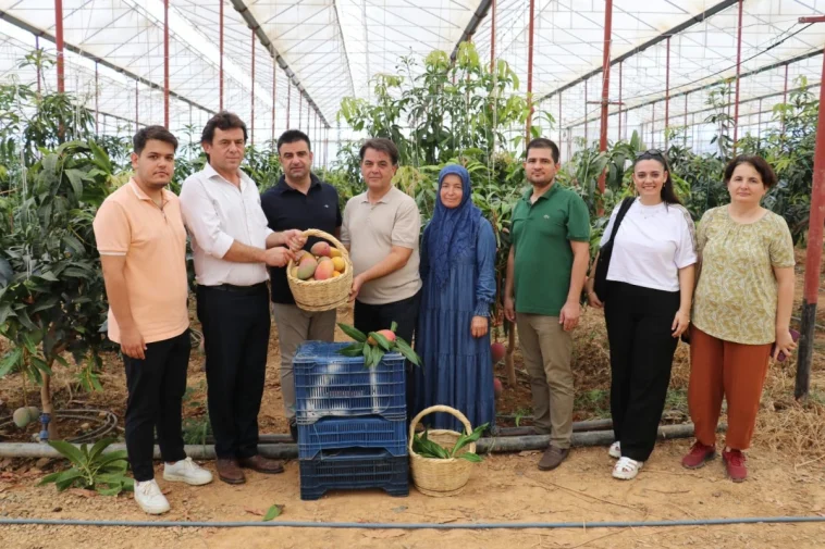 Gazipaşa'da 300 dönümlük alanda mango hasadı başladı