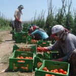 BEREKETLİ TROYA OVASI’NDAN TÜRKİYE’NİN SOFRALARINA