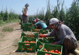 BEREKETLİ TROYA OVASI’NDAN TÜRKİYE’NİN SOFRALARINA