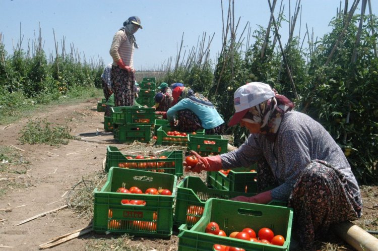 BEREKETLİ TROYA OVASI’NDAN TÜRKİYE’NİN SOFRALARINA