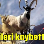 Keçileri kaybettik!