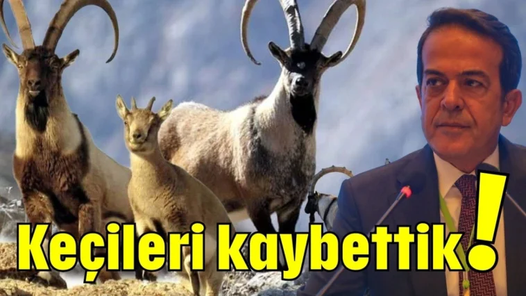 Keçileri kaybettik!