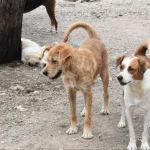 Kemer Belediyesi can dostlara sahip çıkıyor