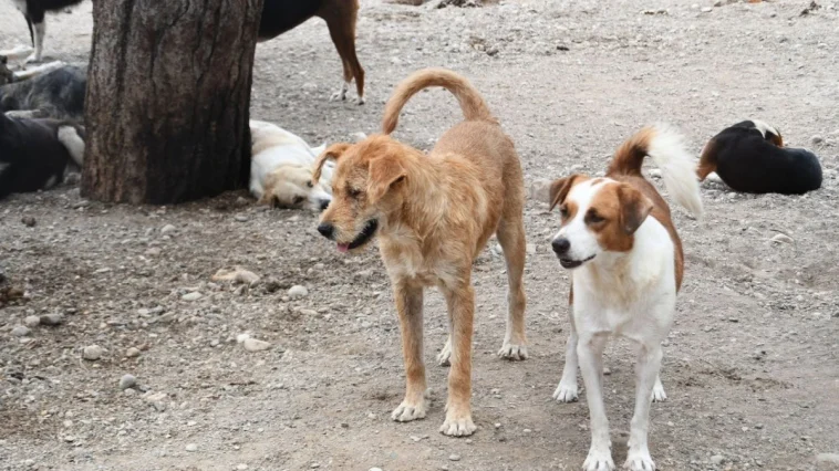 Kemer Belediyesi can dostlara sahip çıkıyor