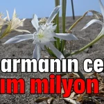 Koparmanın cezası yarım milyon lira