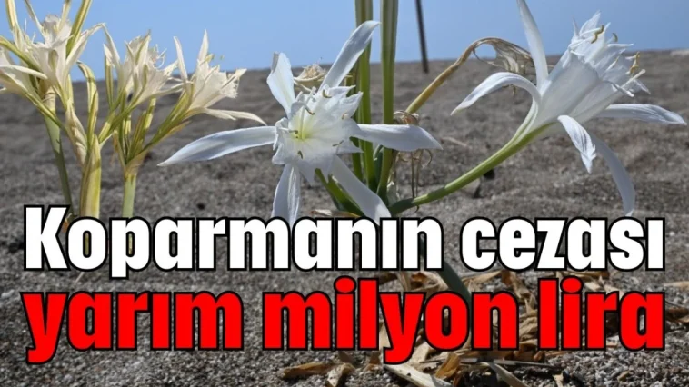 Koparmanın cezası yarım milyon lira