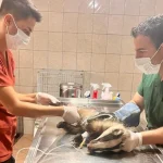 Kuzdere’de bulunan porsuk tedavi altına alındı