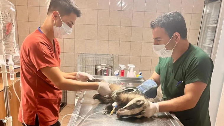 Kuzdere’de bulunan porsuk tedavi altına alındı