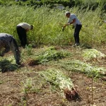 Manavgat altın susamında 4 bin ton beklenti