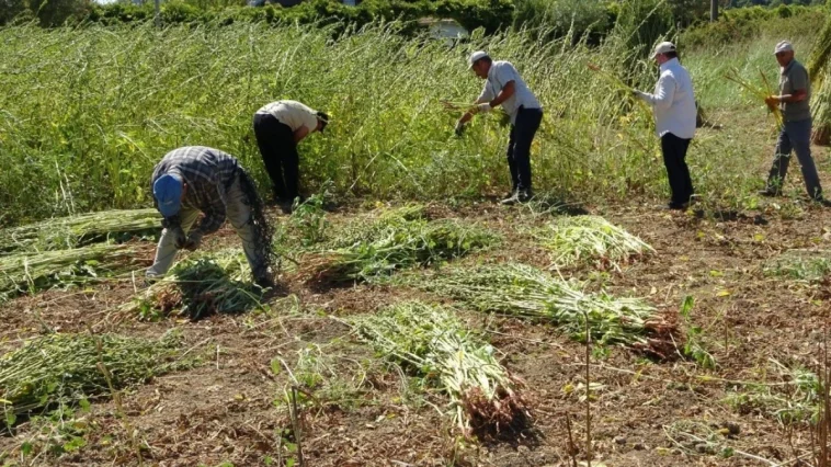 Manavgat altın susamında 4 bin ton beklenti