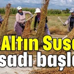 Manavgat'ta Altın Susam hasadı başladı
