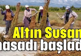 Manavgat'ta Altın Susam hasadı başladı