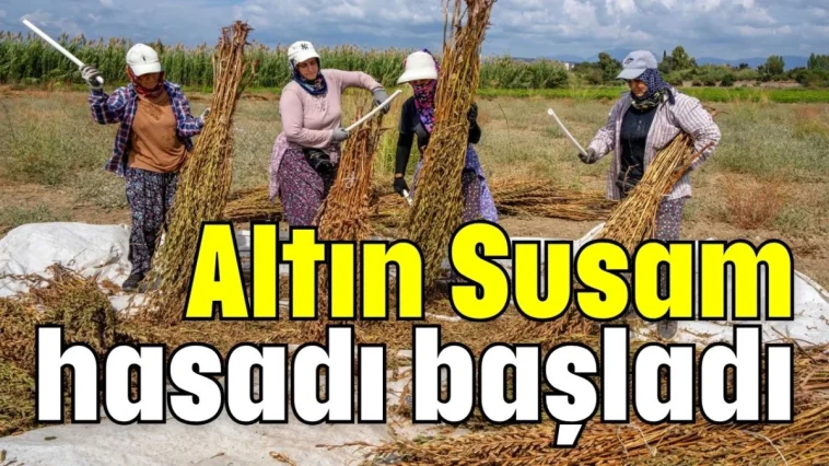 Manavgat'ta Altın Susam hasadı başladı