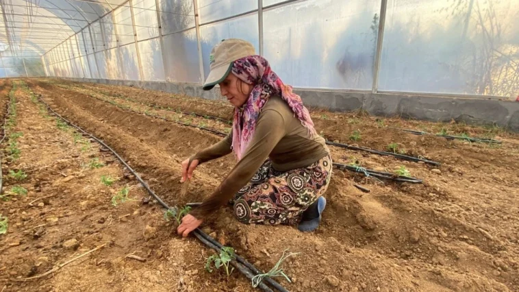 Örtü altı tarımda güzlük dikim başladı