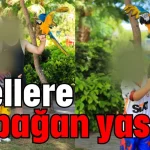 Otellere papağan yasağı