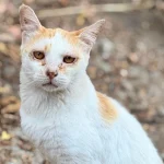 Tarım Müdürlüğünden mikroçip zorunluluğu uyarısı