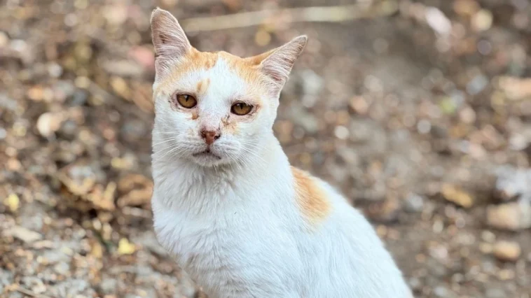 Tarım Müdürlüğünden mikroçip zorunluluğu uyarısı