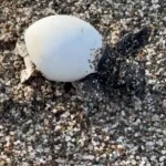 Yavru carettalar yumurtalardan çıkıp denizle buluştu