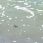 Yavru kaplumbağa yuvadan çıkıp denize ulaştı