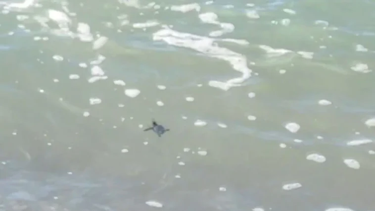 Yavru kaplumbağa yuvadan çıkıp denize ulaştı