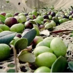 Zeytin üreticilerine meyve dökülmesi uyarısı