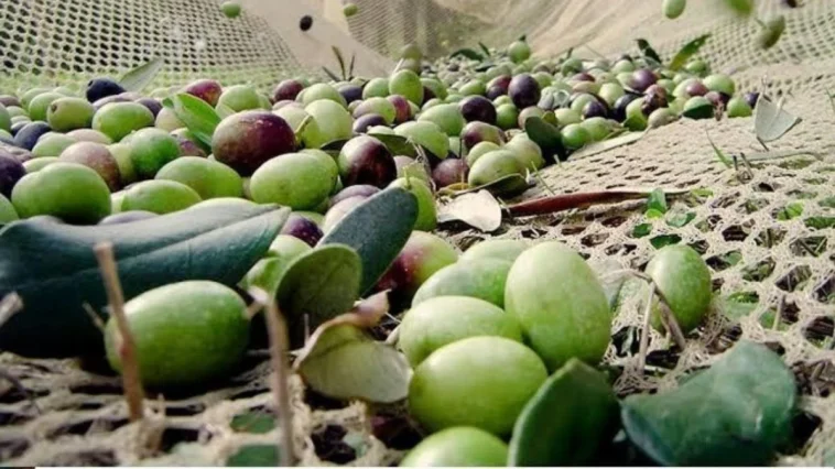 Zeytin üreticilerine meyve dökülmesi uyarısı